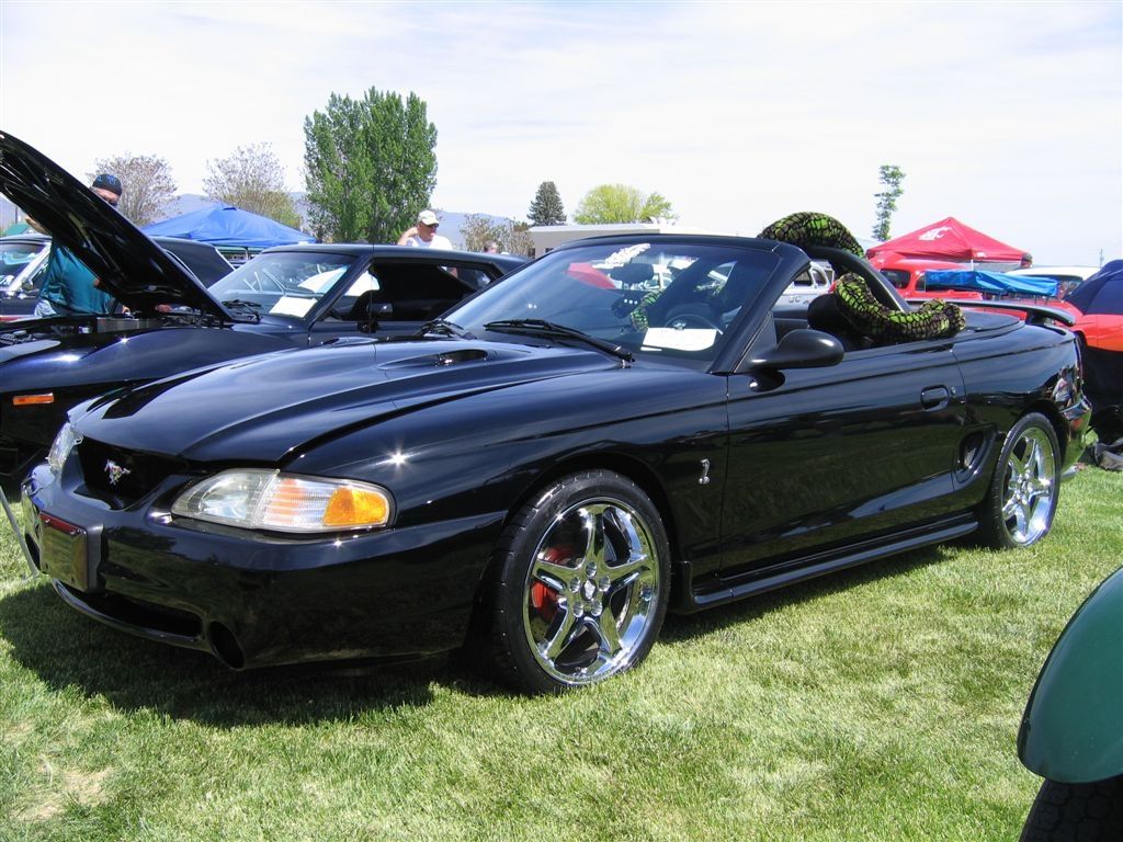 Pam Neiffer - 1996 Mustang Cobra